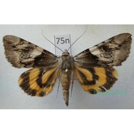 Catocala fulminea (Scopoli, 1763) male Poland75n
